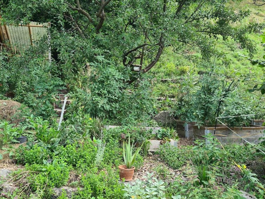 Apartment Naturoase Saentisblick-auszeit Am Wald Und Bach Kradolf-Schonenberg